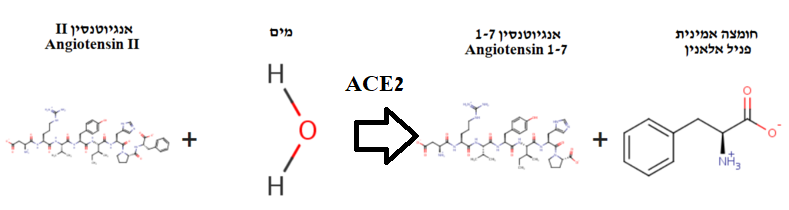 Image:Angiotensin hydrolysis.png