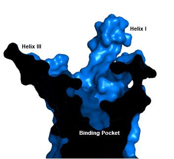 Image:Labeled_Binding_Pocket.png
