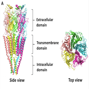 Image:A7 nicotinic acetylcholine receptor.png