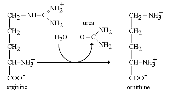 Image:arginase.gif