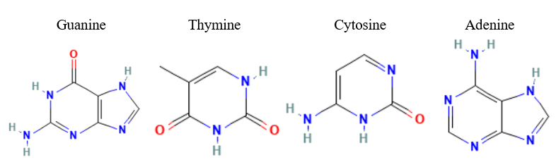 Image:Nitrogenous_Bases_Structures.png