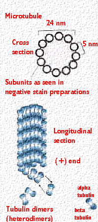 Image:tubulin1.jpg