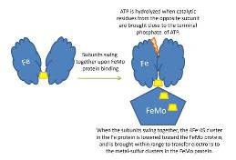 Figure 2. Diagram of Fe protein illustrating a hinge-like feature during conformational changes to interact with FeMo protein.