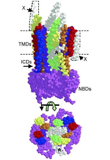 Image:ABCB6structuralhighlights.png