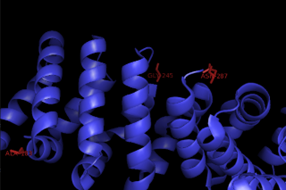 Image:Beta catenin mutation sites.png