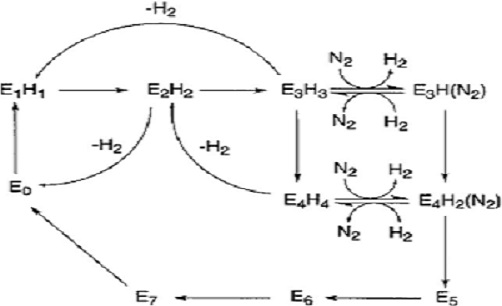 Figure 5. Diagram of the Thorneley-Lowe scheme for nitrogen fixation