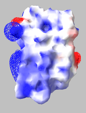 Electrostatic map of sbw AFP "TXT" motif ice binding surface displaying fairly regular charge spacing where ice crystal binds (blue indicates regions of positive charge)generated by Deepview molecular viewing software.