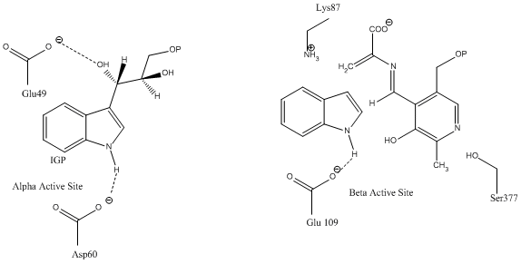 Image:Active Site 2.gif