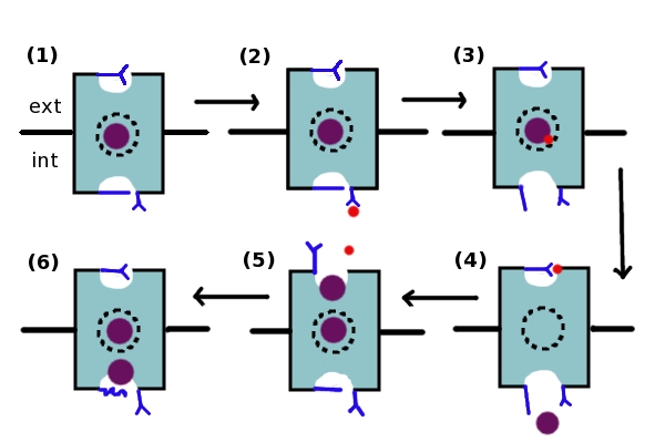 Image:Clc_channel.jpg