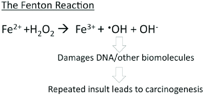 Image: The-Fenton-reaction-The-Fenton-reaction-involves-iron-II-Fe-2-reacting-with-H-2-O-2.png