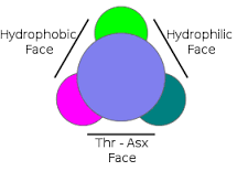 Image:Anti freeze protein 1.png