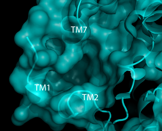 Image:HGPR40bind3.png
