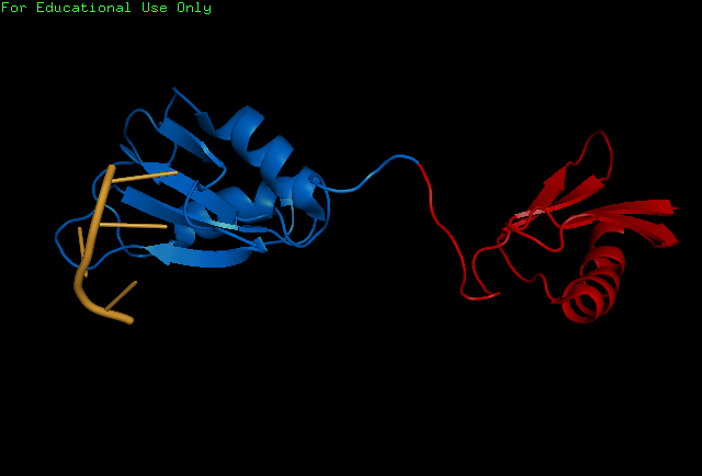 Image:BothChains.png