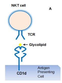 Image:CD1d dependent lipid antigen presentation.jpg