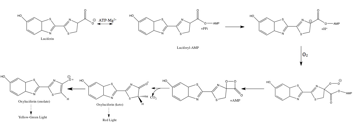 Image:Luciferin_Mechanism.jpg