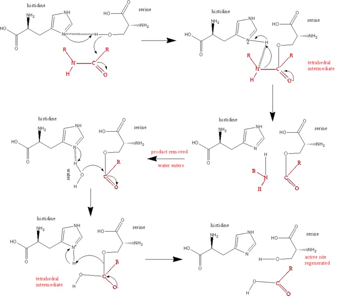 Image:Wabash13-676px-serine protease mechanism.jpg