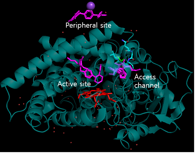 Image:CYP2C9WT with Losartan.png