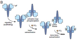 Hypothecal diagram of the transactivation mechanism of TBK1. 
