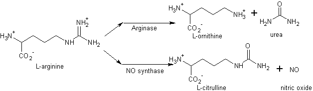 Image:Arginine catabloism by arginase and NO synthase.png