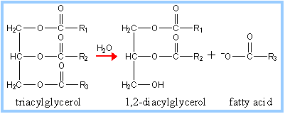 Image:Fatty_acid_breakdown.gif