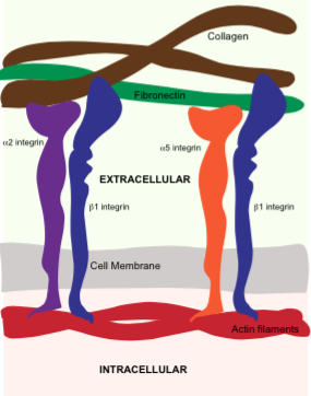 Image:Integrin.png