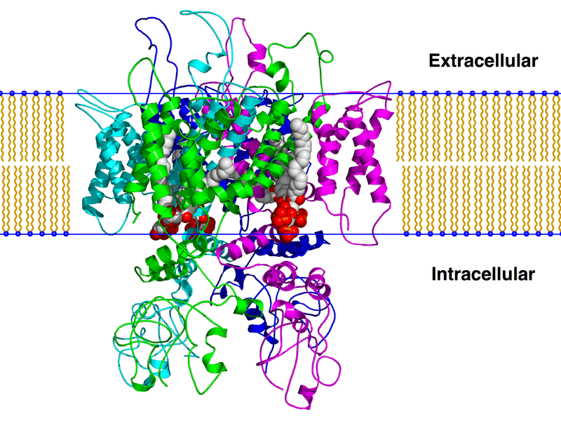 Image:Trpv1 pip2 bilayer.png