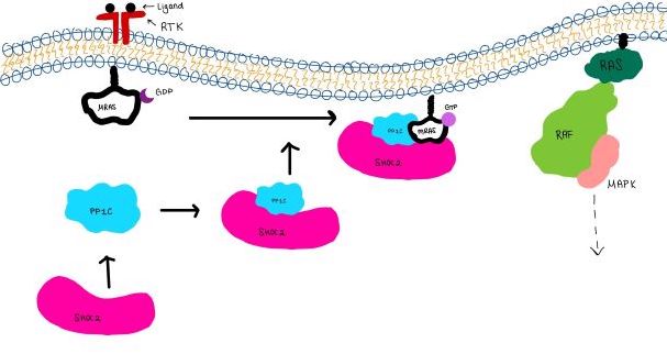Figure 3:Signaling cascade is shown with SHOC2 in pink, PP1C in blue, and MRAs in white.