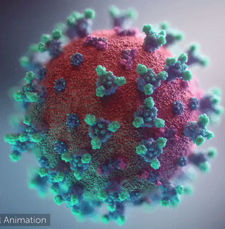 Overall view of the COVID-19 virus. Note the spikes, aqua, that adorn the outer surface, red, which imparts a corona like appearance (Fusion Animation).