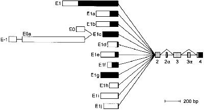 Image:isoforms.gif