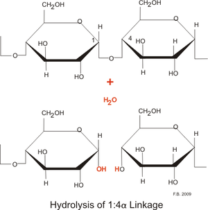 Hydrolysis of sugar using Amylase