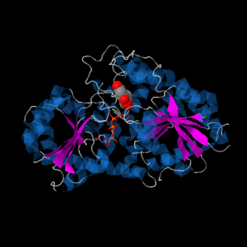 Vv3GT with two Rossmann-like domains