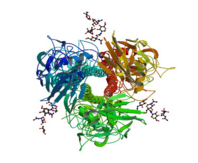 Figure 5. Hemagglutinin structure at 2.9 angstrom resolution showing an avian alpha2-3 sialic acid receptor binding preference