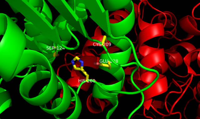 Image:AG85C active site 3.jpg