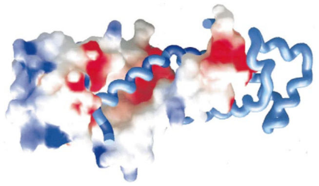 Image:Proteopedia charge.png