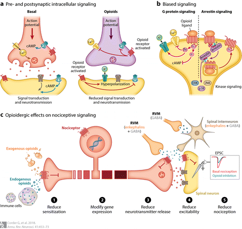 Image:Analgesia.gif