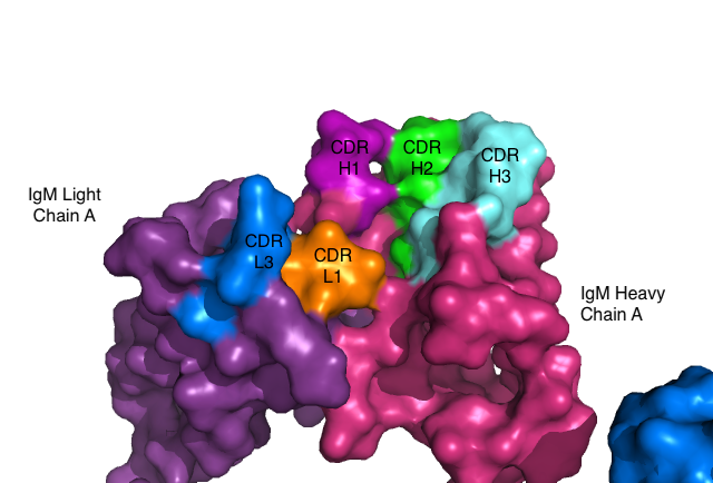 Image:IgM Surface.png