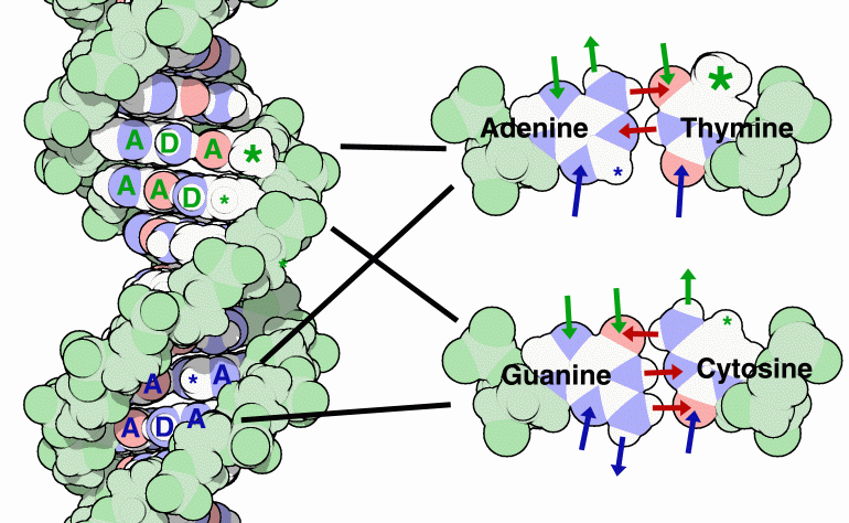 Image:Watson Crick base pairing.gif