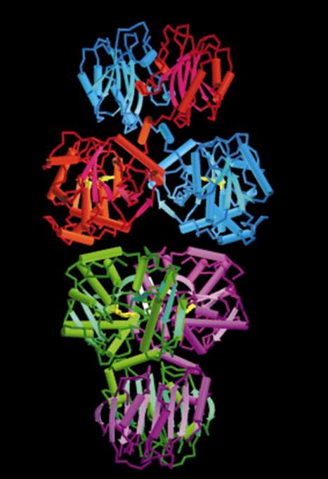 Figure 1. Quartenary and Tertiary Structure of the TDH Tetramer