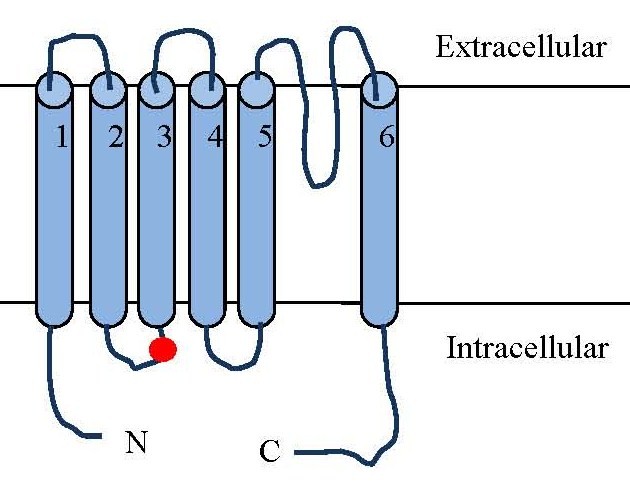 Image:TRPV1 Struct.jpg