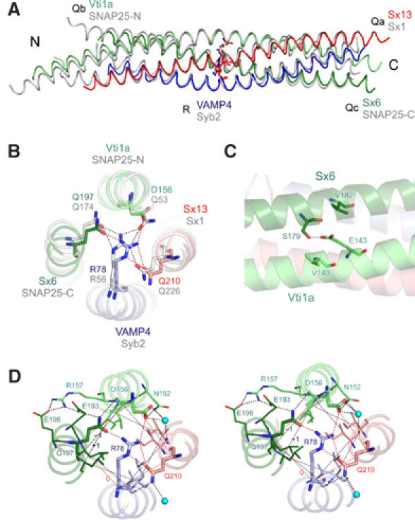 Crystal structure of the early endosomal SNARE complex. (A) Backbone overlay of the early endosomal SNARE complex (in color) and the neuronal SNARE complex (gray). (B) N- to C-terminal view of the 0 layer containing the unusual aspartate in vti1a. (Color, early endosomal SNARE complex; gray, neuronal SNARE complex.) (C) Residue E143 builds a salt bridge with the residue S179. The residue E143 is also sandwiched by residues V182 and V140, which strengthen polar interactions. In the late endosomal and in the neuronal SNARE complex, this glutamate is conserved and interacts with a conserved arginine that occupies the position equivalent to V182. (D) View of the 0 layer, including hydrogen bonds with surface residues and water molecules.
