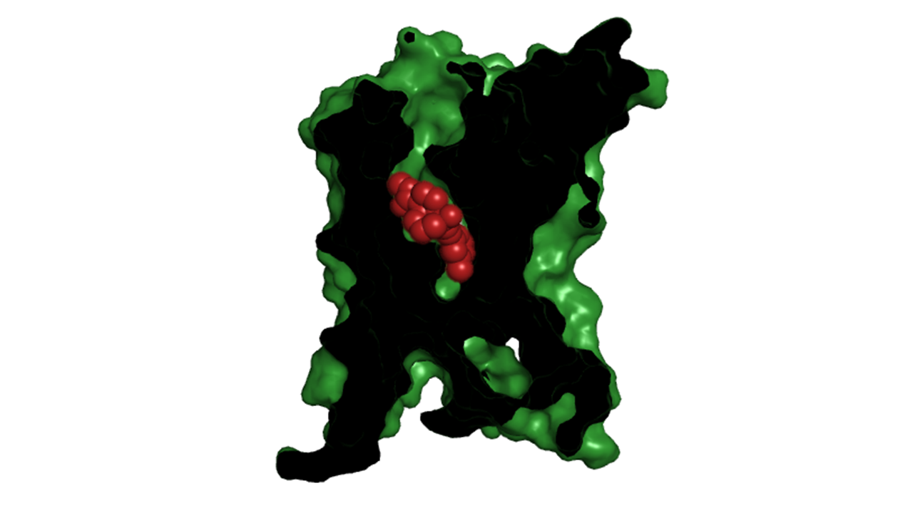 Image: Organic with clipped surface.png