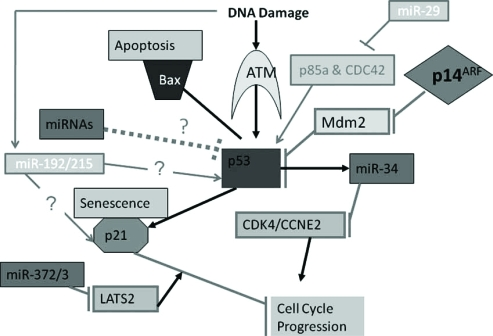 Image:P53 pathway diagram.png