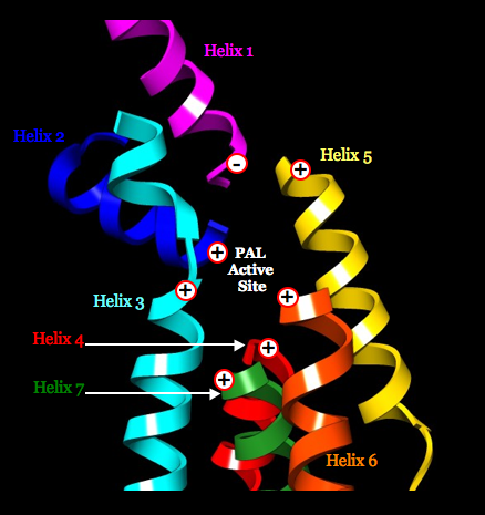 Image:Positive Negative Helices PAL.png