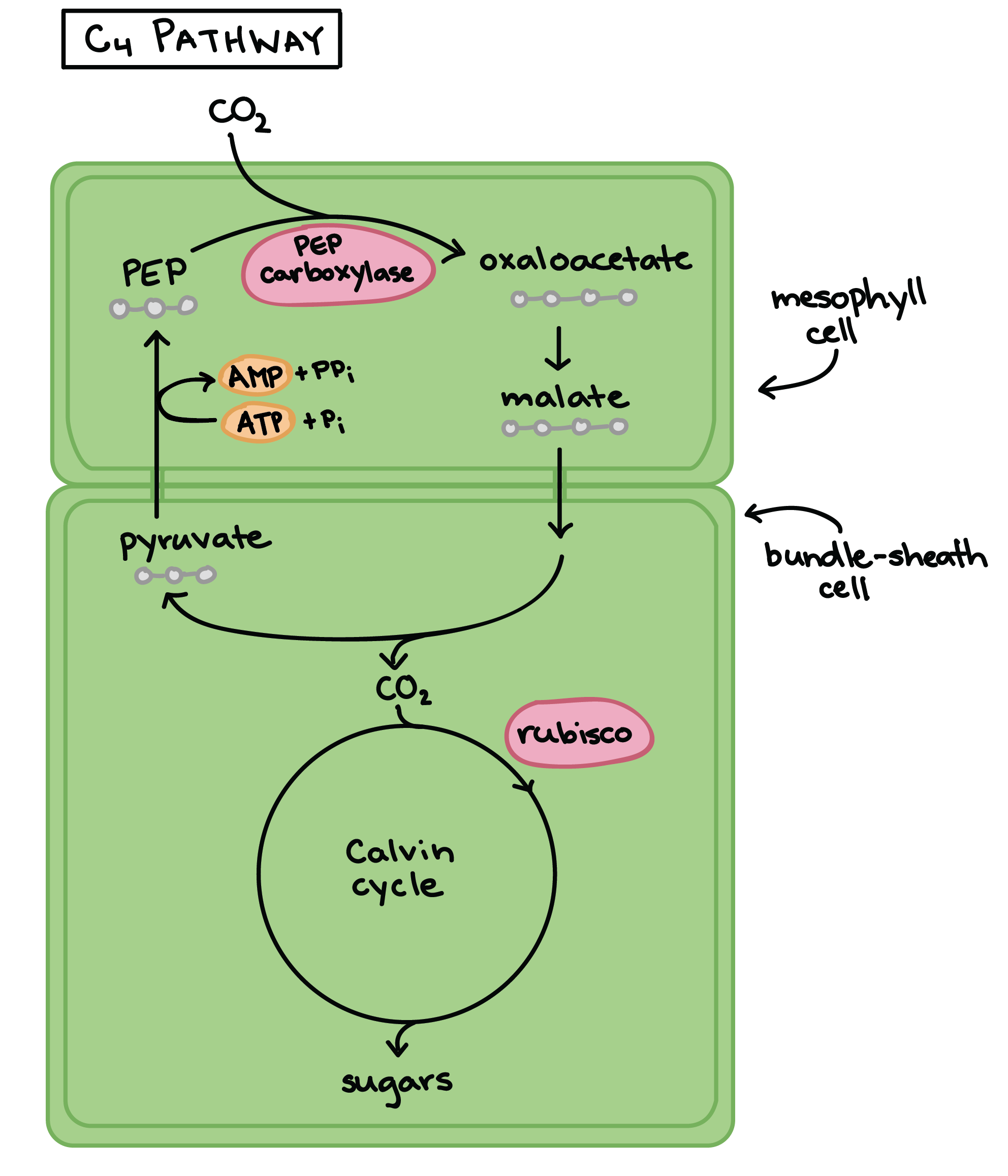Figure 2 Diagrammatic representation of the C4 photosynthetic pathway as it occurs in plants of the NADP-malic enzyme (NADP-ME) subtype. Adapted from Sage et al. 2012. 