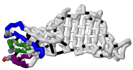 Image:BIO207group2model2013.png