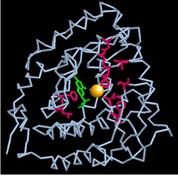 Image:mutation sites.jpg