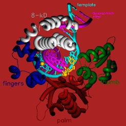 Image:PolB 2.gif
