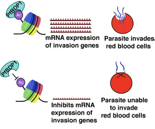 Image:PfBDP1 inhibition.png