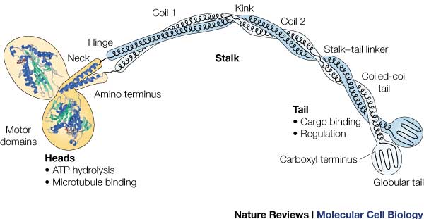 This is the overall structure of a functional kinesin dimer.