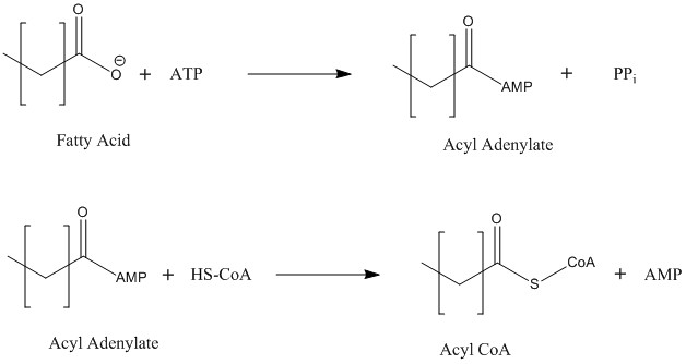 Image:Acyl coa synthetase.jpg